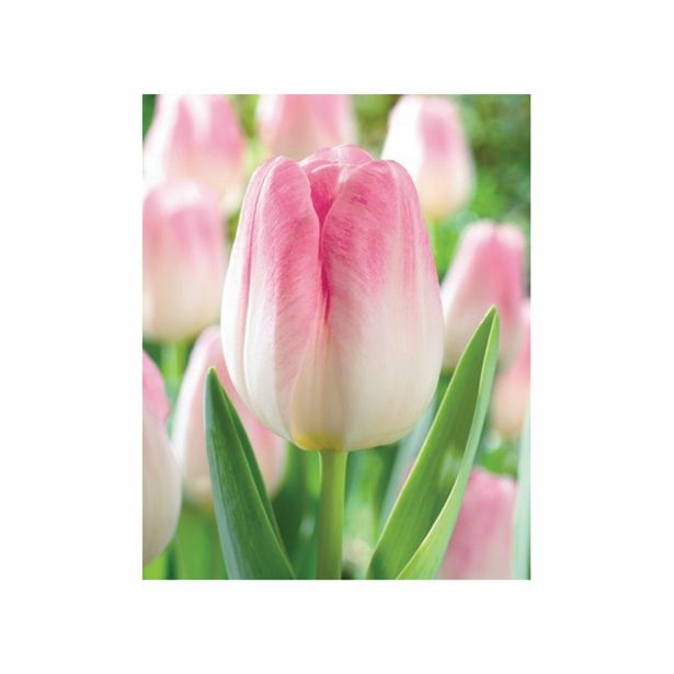 TULIPAN HOLLAND BULB MARKET THRIUMPH SHOWBIZZ 11/12 10KOS