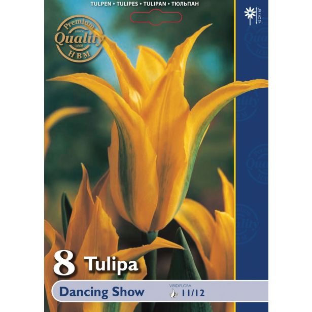 POMLADI CVETOČA ČEBULICA HOLLAND BULB MARKET TULIPAN VIRIDIFLORA DANCING SHOW 11/12 8KOS