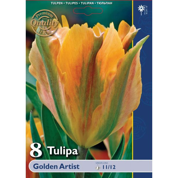 POMLADI CVETOČA ČEBULICA HOLLAND BULB MARKET TULIPAN VIRIDIFLORA GOLDEN ARTIST 11/12 8KOS
