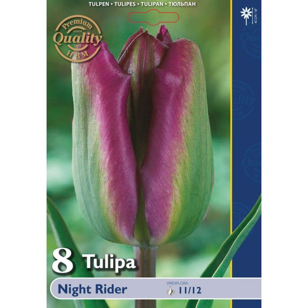 TULIPAN HOLLAND BULB MARKET VIRIDIFLORA NIGHT RIDER 11/12 8KOS