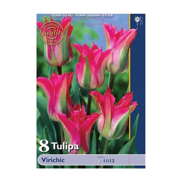 POMLADI CVETOČA ČEBULICA HOLLAND BULB MARKET TULIPAN VIRIDIFLORA VIRICHIC 11/12 8 KOS