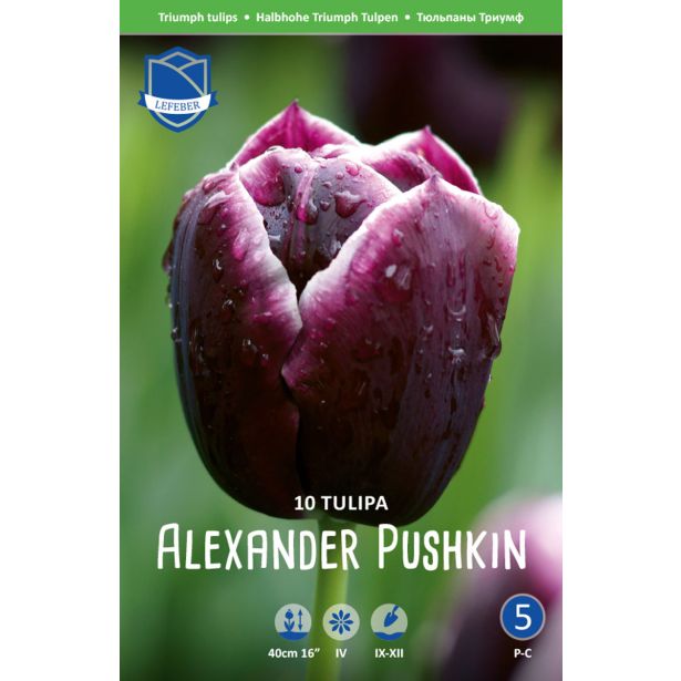 TULIPANI ALEXANDER PUSHKIN
