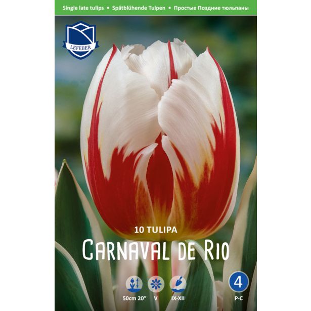 TULIPANI CARNAVAL DE RIO