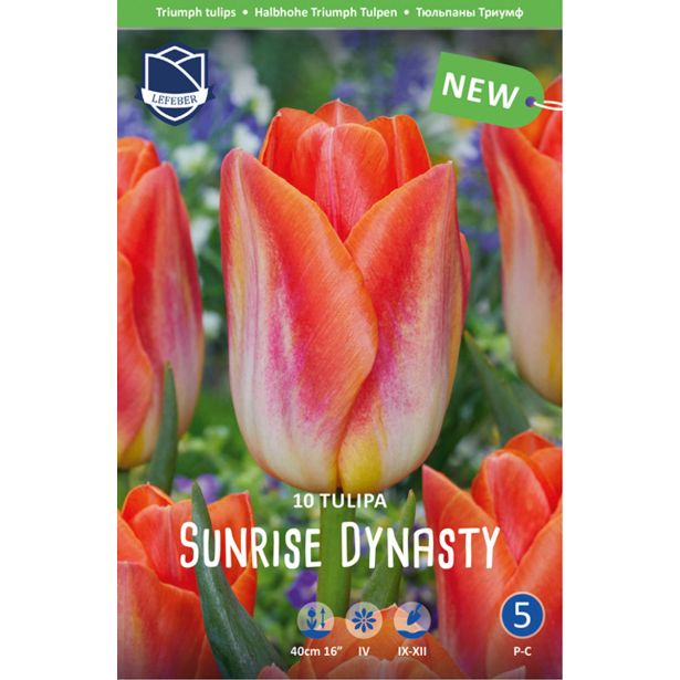 TULIPANI SUNRISE DYNASTY