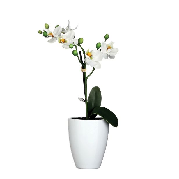 PHALAENOPSIS BEL V BELEM LONCU TUSCA ORCHID  D10CM - H35XD15CM