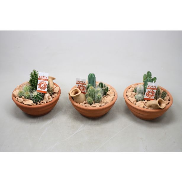 KAKTUS V GLINENI POSODI L19