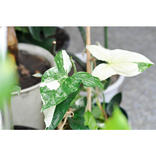 SOBNA ZELENA RASTLINA VARIEGIRAN SINGONIJ L15