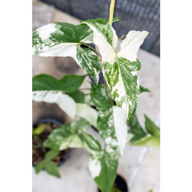 SOBNA ZELENA RASTLINA VARIEGIRAN SINGONIJ L15