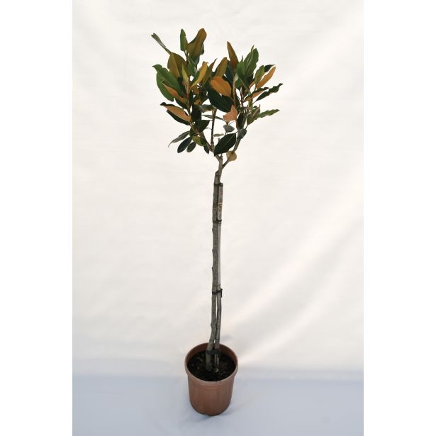 LISTAVEC VELECVETNA ZIMZELENA MAGNOLIJA LITTLE GEM L24