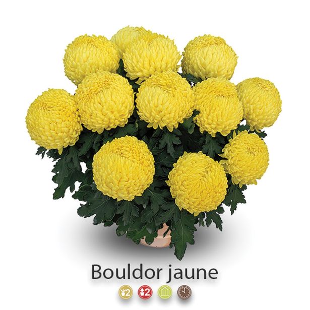 KRIZANTEMA VELIKOCVETNA SKLEDA 30 CM L30