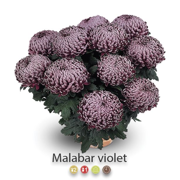 KRIZANTEMA VELIKOCVETNA SKLEDA 30 CM L30