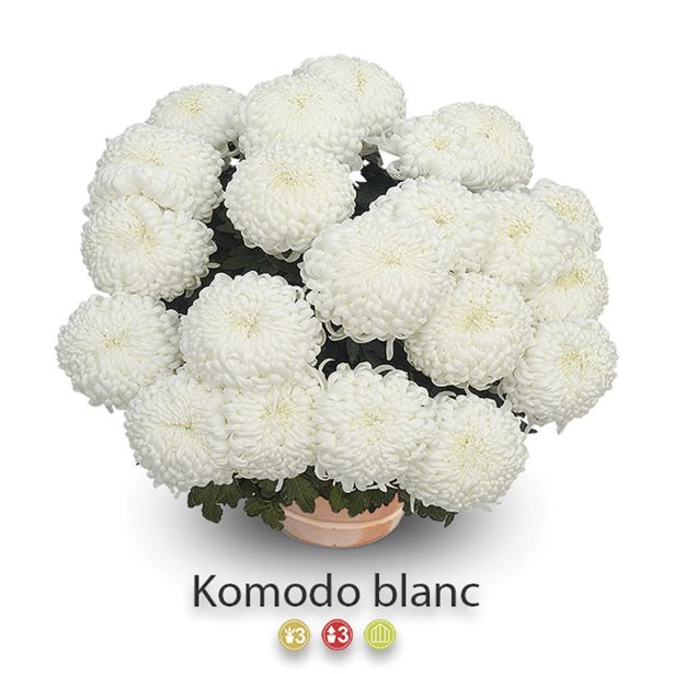 KRIZANTEMA VELIKOCVETNA SKLEDA 30 CM L30