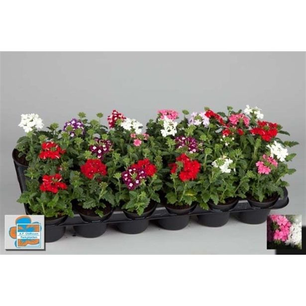 SEZONSKA RASTLINA VERBENE MIX L10