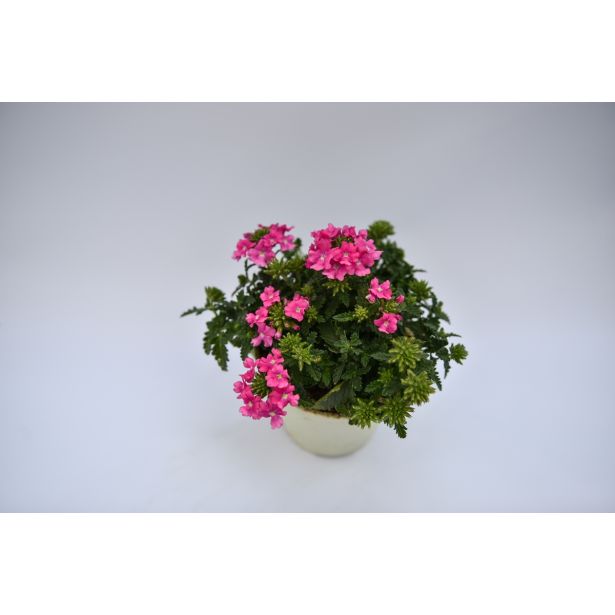 SEZONSKA RASTLINA VERBENE MIX L10