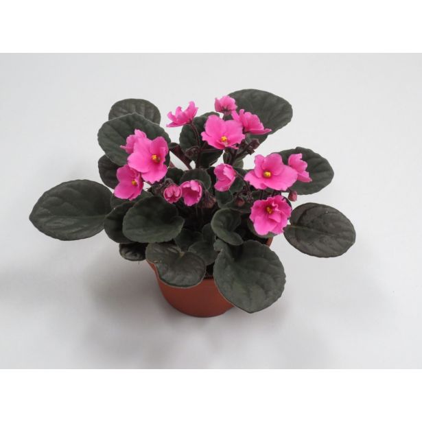 VIJOLICA AFRIŠKA L12