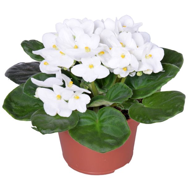 VIJOLICA AFRIŠKA L12