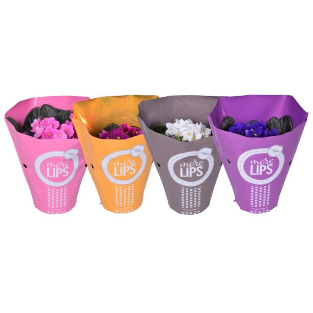 VIJOLICA AFRIŠKA L12