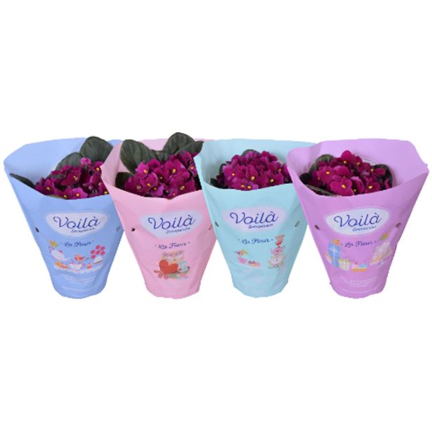 VIJOLICA AFRIŠKA RDEČA L12 CM