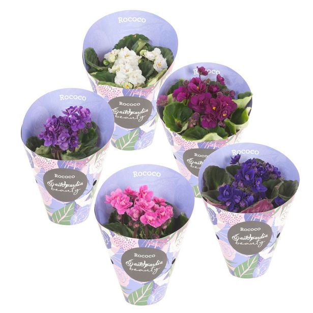 VIJOLICA ROCOCO MIX L9 CM