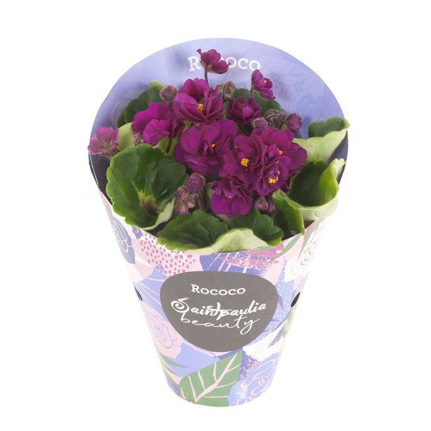 VIJOLICA ROCOCO MIX L9 CM