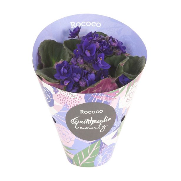 VIJOLICA ROCOCO MIX L9 CM