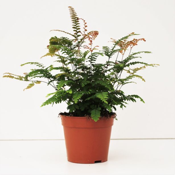 PRAPROT VILIČASTI VENERINI LASKI L12