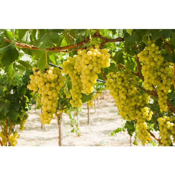 VINSKA TRTA BIANCA L11