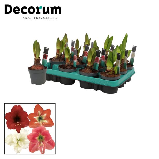 CVETOČA SOBNA RASTLINA VITEZOVA ZVEZDA KOLIBRI MIX L9