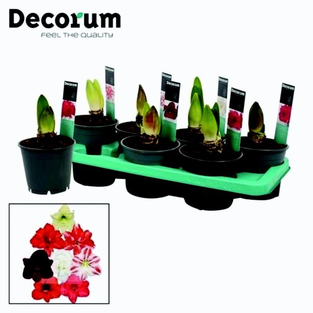 CVETOČA SOBNA RASTLINA VITEZOVA ZVEZDA L14