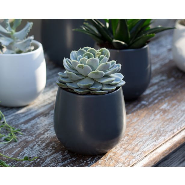 KERAMIČNI NOTRANJI LONEC VITORIA 16 CM TEMNO SIV