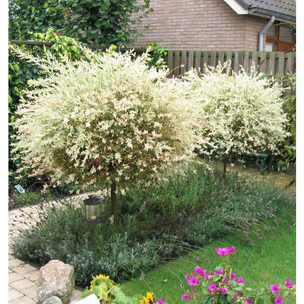 VRBA JAPONSKA PISANOLISTNA L19