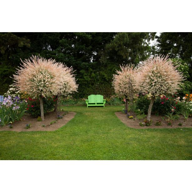 VRBA JAPONSKA PISANOLISTNA L19