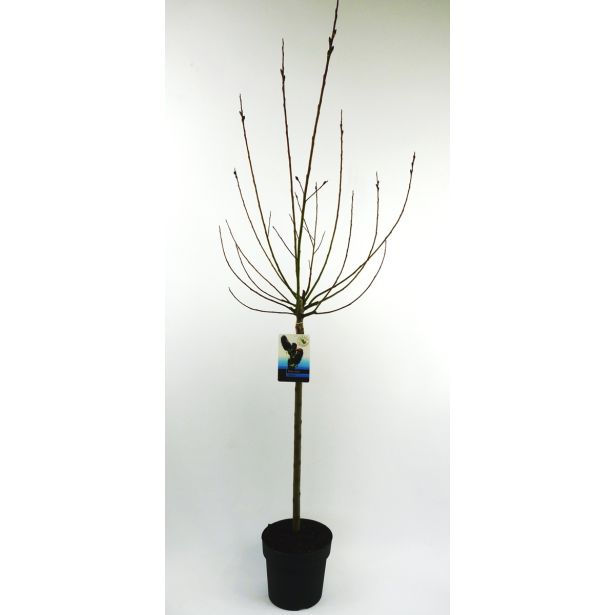 LISTAVEC VRBA MELANOSTACHYS NA STEBLU L19