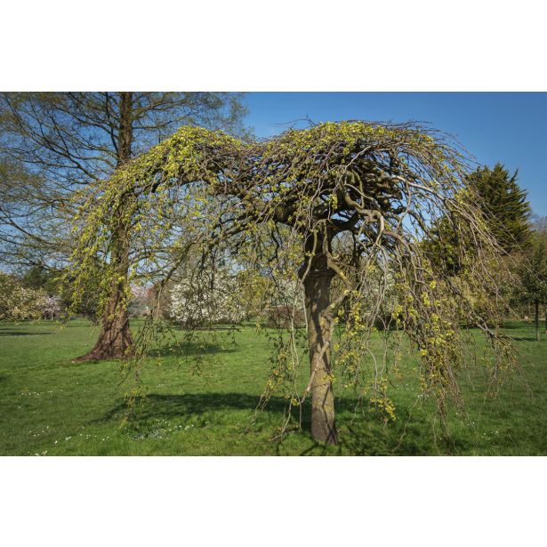 VRBA PENDULA L30 V110