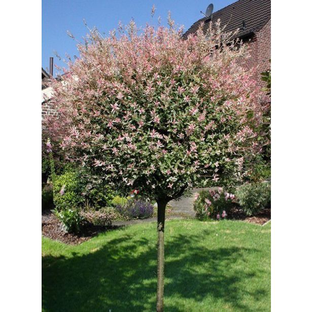 VRBA SALIX HAKURO-NISHIKI NA DEBLU 120 CM L7.5 L