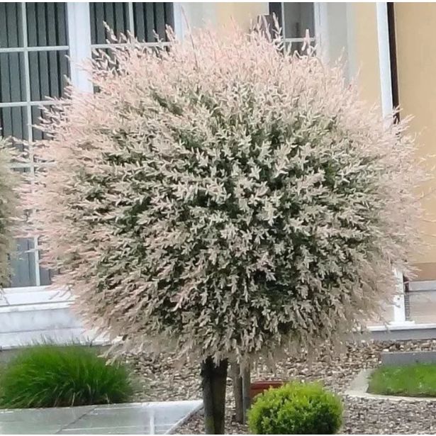 VRBA SALIX HAKURO-NISHIKI NA DEBLU 120 CM L7.5 L