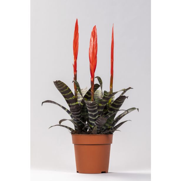 CVETOČA SOBNA RASTLINA VRISEJA ERA L12