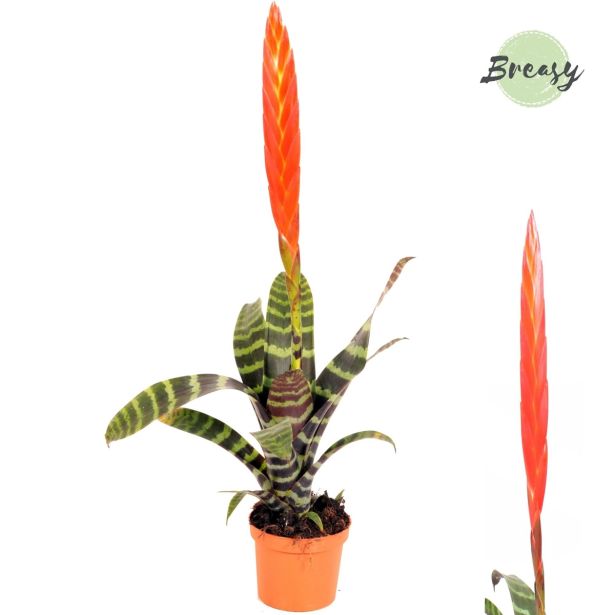 CVETOČA SOBNA RASTLINA VRISEJA ERA L9