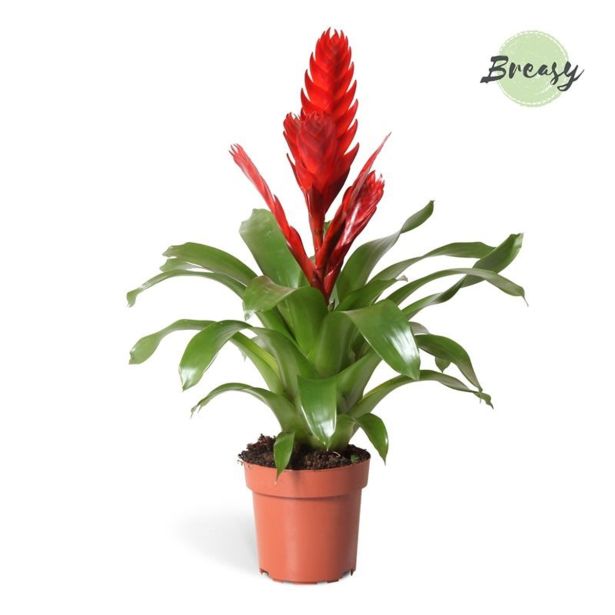 CVETOČA SOBNA RASTLINA VRISEJA STYLE L12