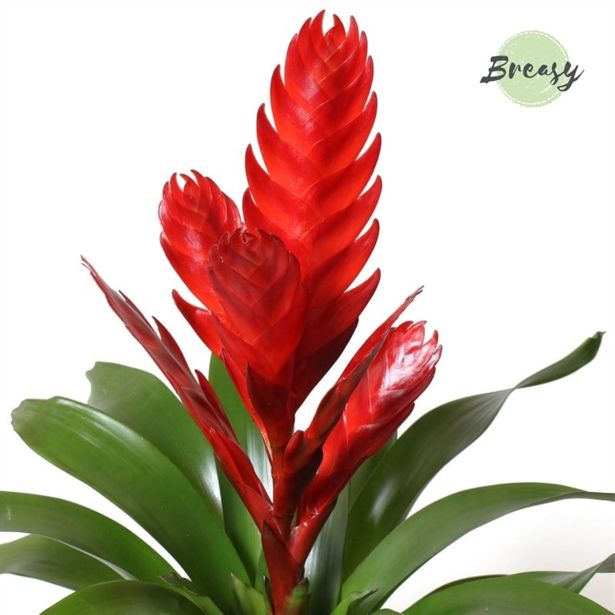 CVETOČA SOBNA RASTLINA VRISEJA STYLE L12