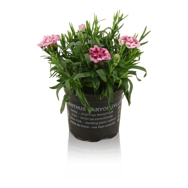 SEZONSKA RASTLINA VRTNI NAGELJ MIX L10