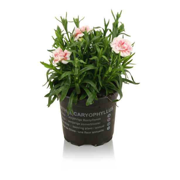 SEZONSKA RASTLINA VRTNI NAGELJ MIX L10