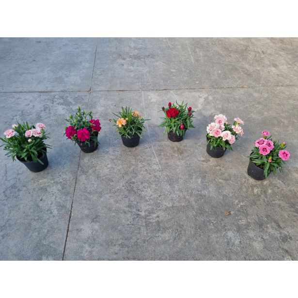 MIX POMLADNIH RASTLIN VRTNI NAGELJ MIX L10.5