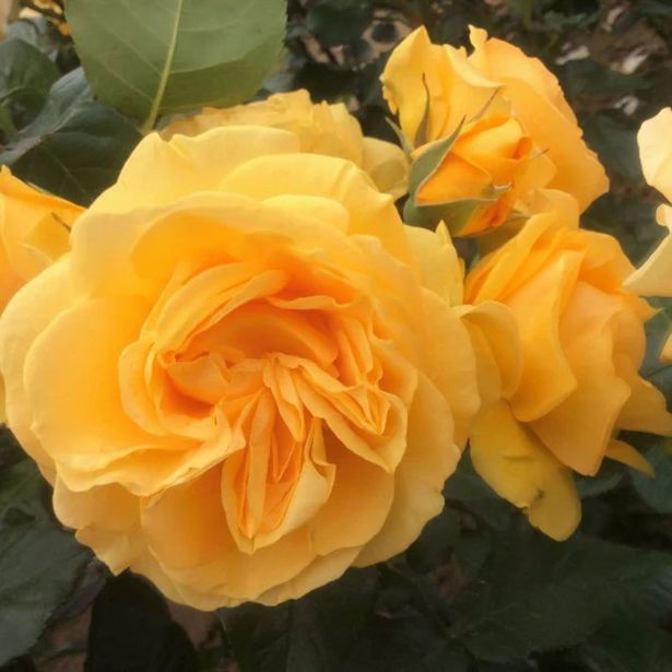 VRTNICA ABSOLUTELY FABULOUS (DIŠEČA, ODPOPRNA) L3L