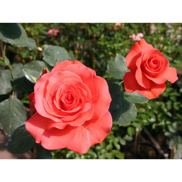 VRTNICA ARMONIA ORANŽNA 2L VREČKA