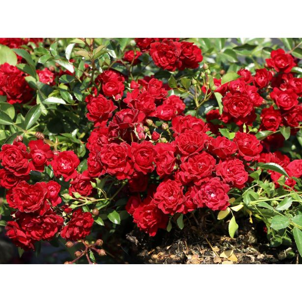 VRTNICA FAIRY KING (ODPORNA, POKROVNA) L2 L