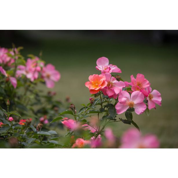 VRTNICA GRMASTA EASY ELEGANCE L19CM