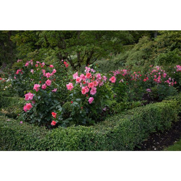 VRTNICA GRMASTA EASY ELEGANCE L19CM