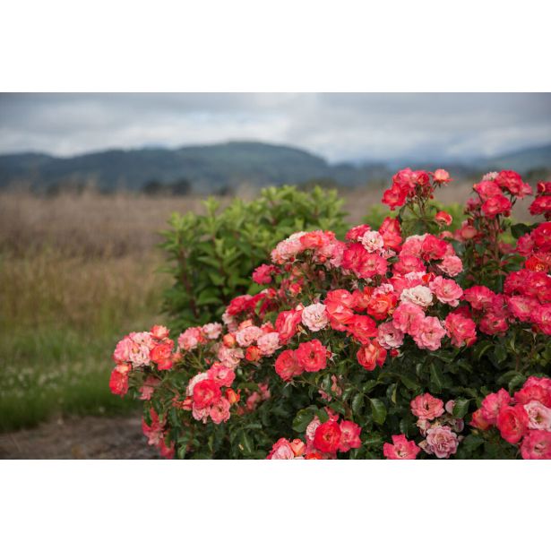 VRTNICA GRMASTA EASY ELEGANCE L19CM