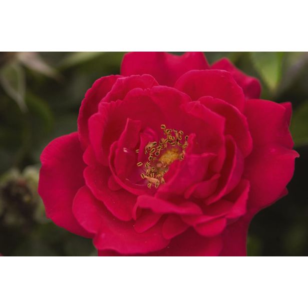 VRTNICA GRMASTA EASY ELEGANCE L19CM